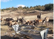 Sıklık'taki yabani hayvanlar belediyeye emanet