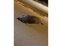 Domuzlar şehir merkezine kadar indi