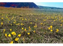 ŞİMDİ “ÇİĞDEM” ZAMANI