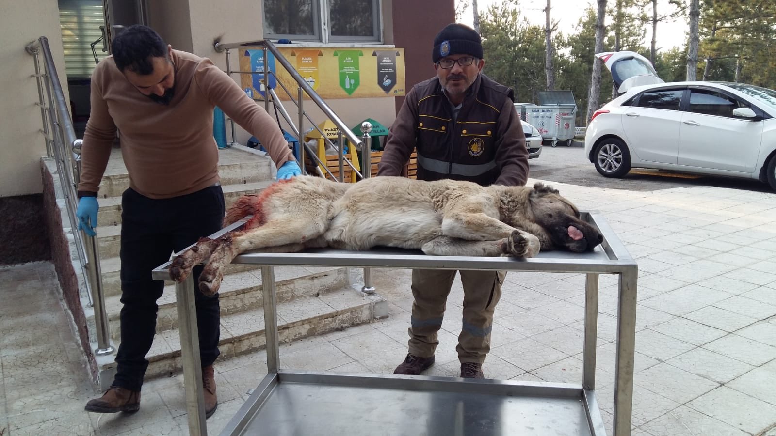 yaral_ köpek (2)
