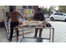 Yaralı köpeğe ilk müdahaleyi Belediye yaptı