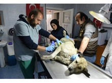 Belediye yaralı köpeğin tedavisini yaptı