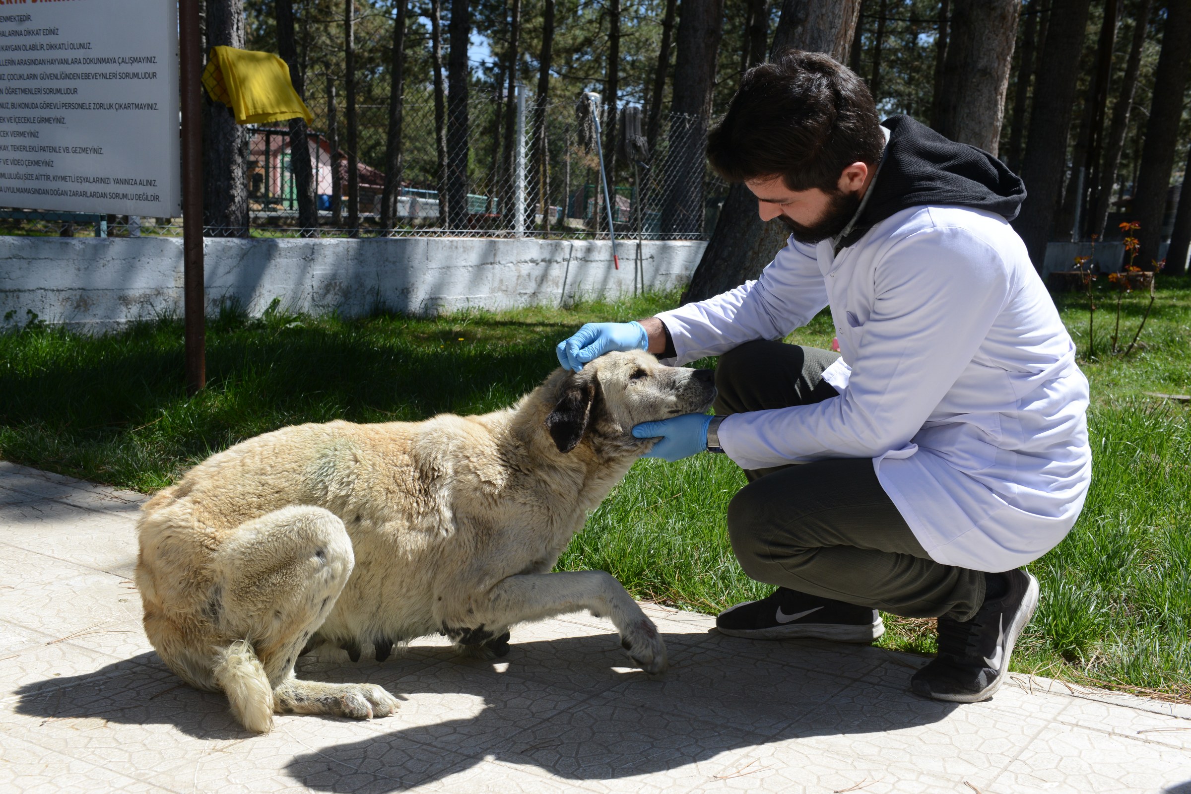 belediye-yaral_-k_pe_i-tedavi-etti-3