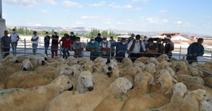 Üreticilere damızlık koç dağıtıldı
