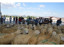 Üreticilere damızlık koç dağıtıldı