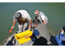 Aksu Göleti'ne 16 bin alabalık yavrusu bırakıldı