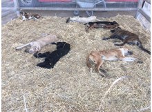 Sokak hayvanları kısırlaştırılıyor