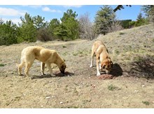 Sokak hayvanları için işbirliği