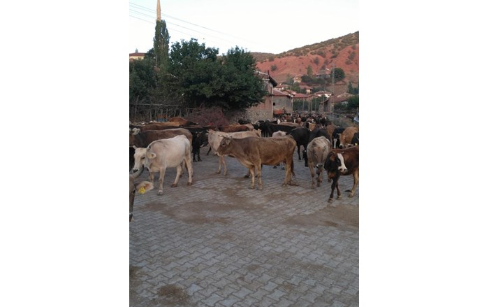 ceylan-1