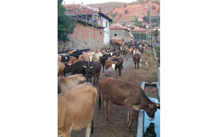 ceylan-4