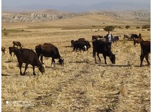 Hayvancılığa bir destek daha!