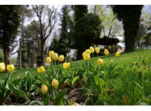 160 bin lale ve sümbül toprakla buluşuyor