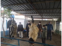 Kurban kesip yağmur duasına çıktılar