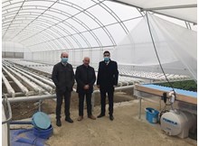 Serada topraksız marul yetiştiriyor