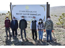 Çorum Cumhurbaşkanı Hatıra Ormanı yeşeriyor