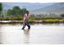 Osmancık’ta 778 çiftçi 20 bin ton çeltik üretti