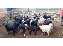 Osmancık Hayvan Pazarı, küçükbaş hayvanlara kapatıldı