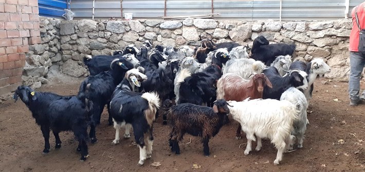 OSMANCIK HAYVAN PAZARI KÜÇÜKBAŞ HAYVANLARA KAPATILDI