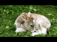 Buzağı desteği ödemeleri başladı