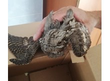 Yaralı yaban hayvanları tedavi ediliyor