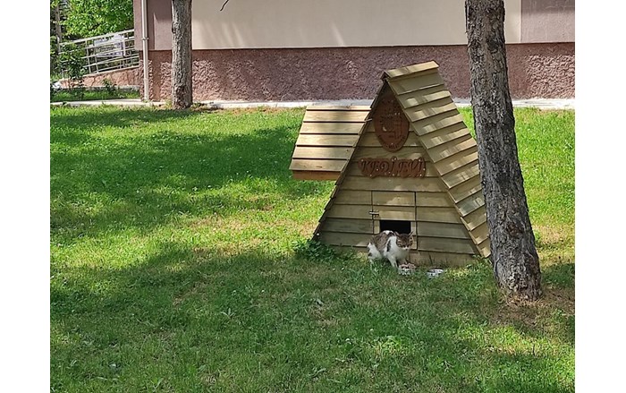 Kedi-evi-6
