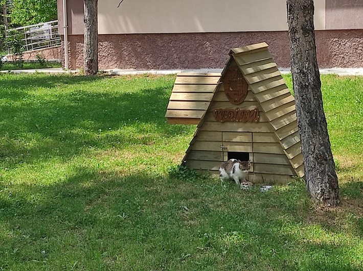 Kedi-evi-6