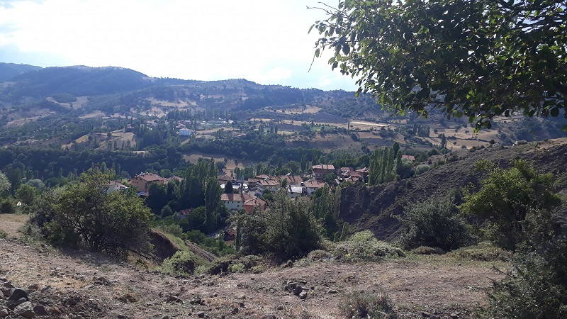 şeyh ayı (2)