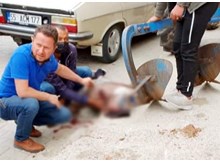 Pulluk altında can verdi