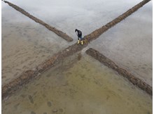 Çeltik tarlalarının sofraya uzanan yolculuğu başladı