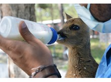 Koruma altındaki karaca biberonla besleniyor