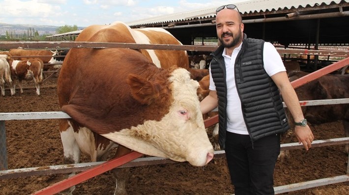 DEV KURBANLIK GÖRENLERİ ŞAŞIRTIYOR ÇORUM'DA BİR ÇİFTLİKTE YETİŞTİRİLEN VE 1.65 TON AĞIRLIĞINDAKİ 