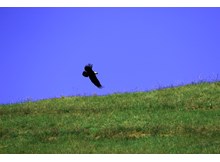 Çorum'da şah kartalı görüntülendi