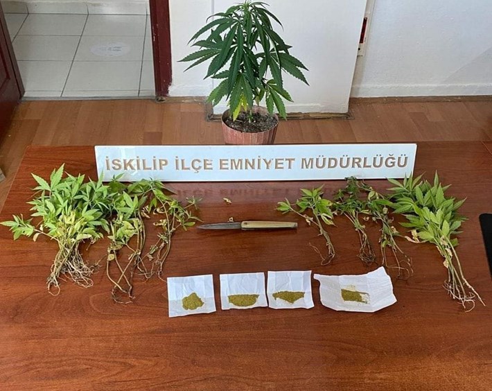 İSKİLİP POLİSİNDEN UYUŞTURUCU OPERASYONU BİR EVDE 55 KÖK HİNT KENEVİRİ VE 10 GRAM ESRAR MADDESİ ELE GEÇİRİLDİ