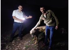 Definecilerin kazdığı çukura düşen köpek kurtarıldı