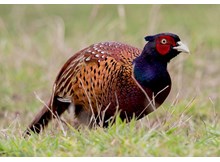 Kene avcısı 15 bin ‘sülün’ doğaya salınacak