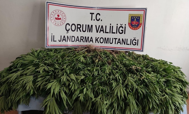 ÇORUM'DA UYUŞTURUCU OPERASYONU