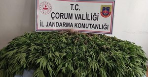 Hint keneviri ele geçirildi