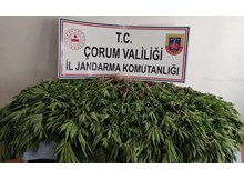 Hint keneviri ele geçirildi