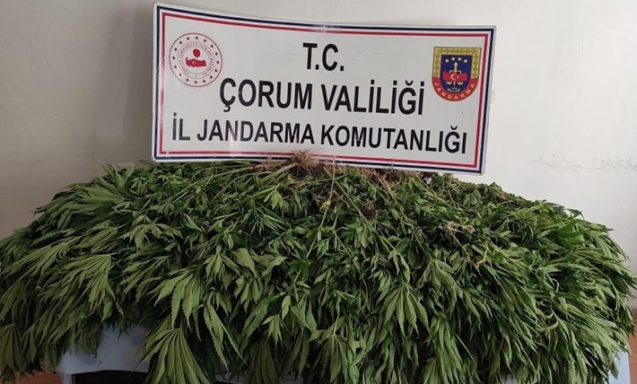 ÇORUM'DA UYUŞTURUCU OPERASYONU