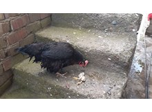 Osmancık’ta duygulandıran görüntü