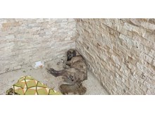 Yaralı köpeğe böyle sahip çıktılar!