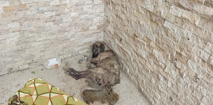YARALI KÖPEĞİ KİRALADIKLARI ARAÇLA HAYVAN BARINAĞINA GÖTÜRDÜLER