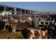 Hayvan Pazarındaki padoklar kiralanmaya başlıyor