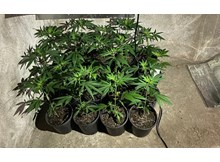 Çiçek saksısında Hint keneviri ele geçirildi