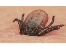 Kene Çorum’da 2 can aldı