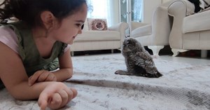 Doğada bulunan yavru puhu koruma altına alındı
