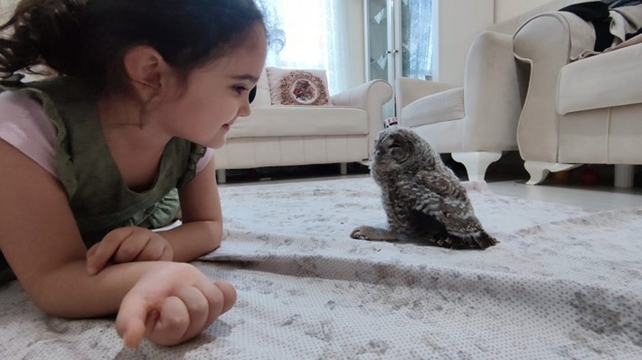 DOĞADA BULUNAN YAVRU PUHU KORUMA ALTINA ALINDI