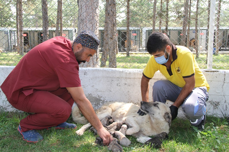 OTOBÜS ÇARPAN HAMİLE KÖPEK HAYATINI KAYBETTİ, YAVRULARI KURTARILDI ÇORUM BELEDİYESİ TARAFINDAN KORUMA ALTINA ALINAN KÖPEKLERE