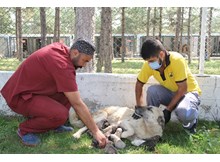 Annesi ölen yavru köpeklere belediye sahip çıktı