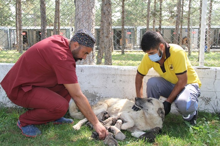 OTOBÜS ÇARPAN HAMİLE KÖPEK HAYATINI KAYBETTİ, YAVRULARI KURTARILDI ÇORUM BELEDİYESİ TARAFINDAN KORUMA ALTINA ALINAN KÖPEKLERE